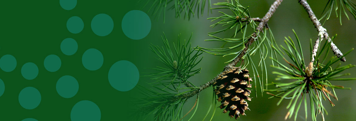 Pine Tree Allergy | Causes, Symptoms & Treatment | ACAAI Public Website