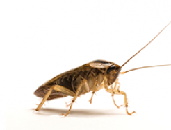 cockroach allergy cockroach allergy