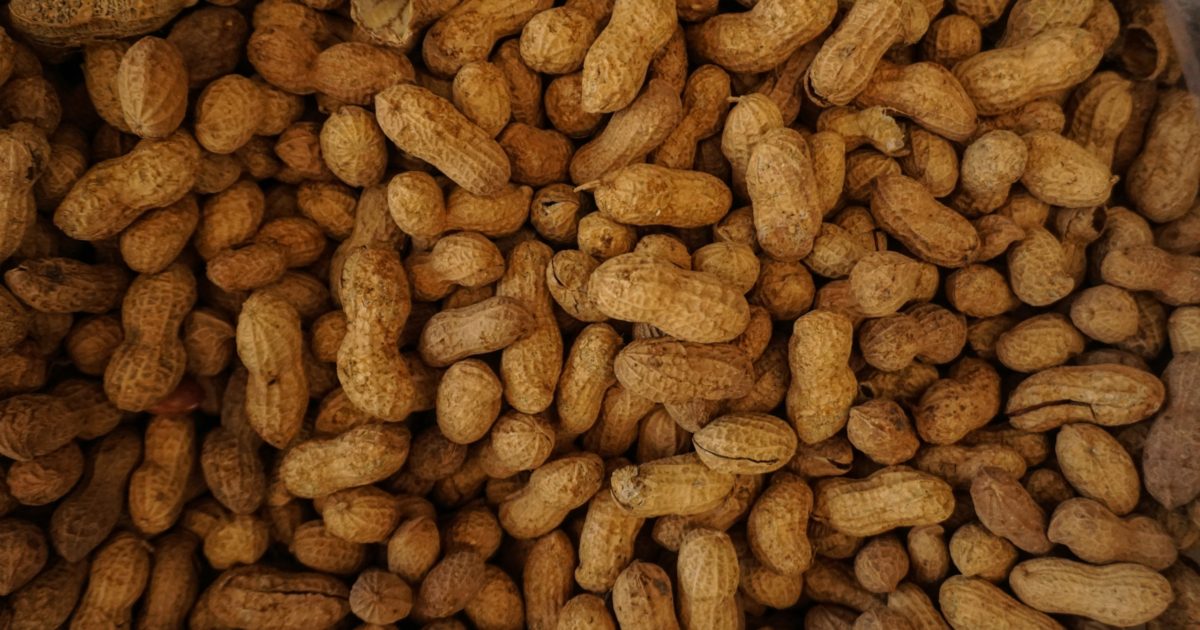 Peanut | ACAAI Public Website